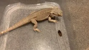 15878 tarantula male