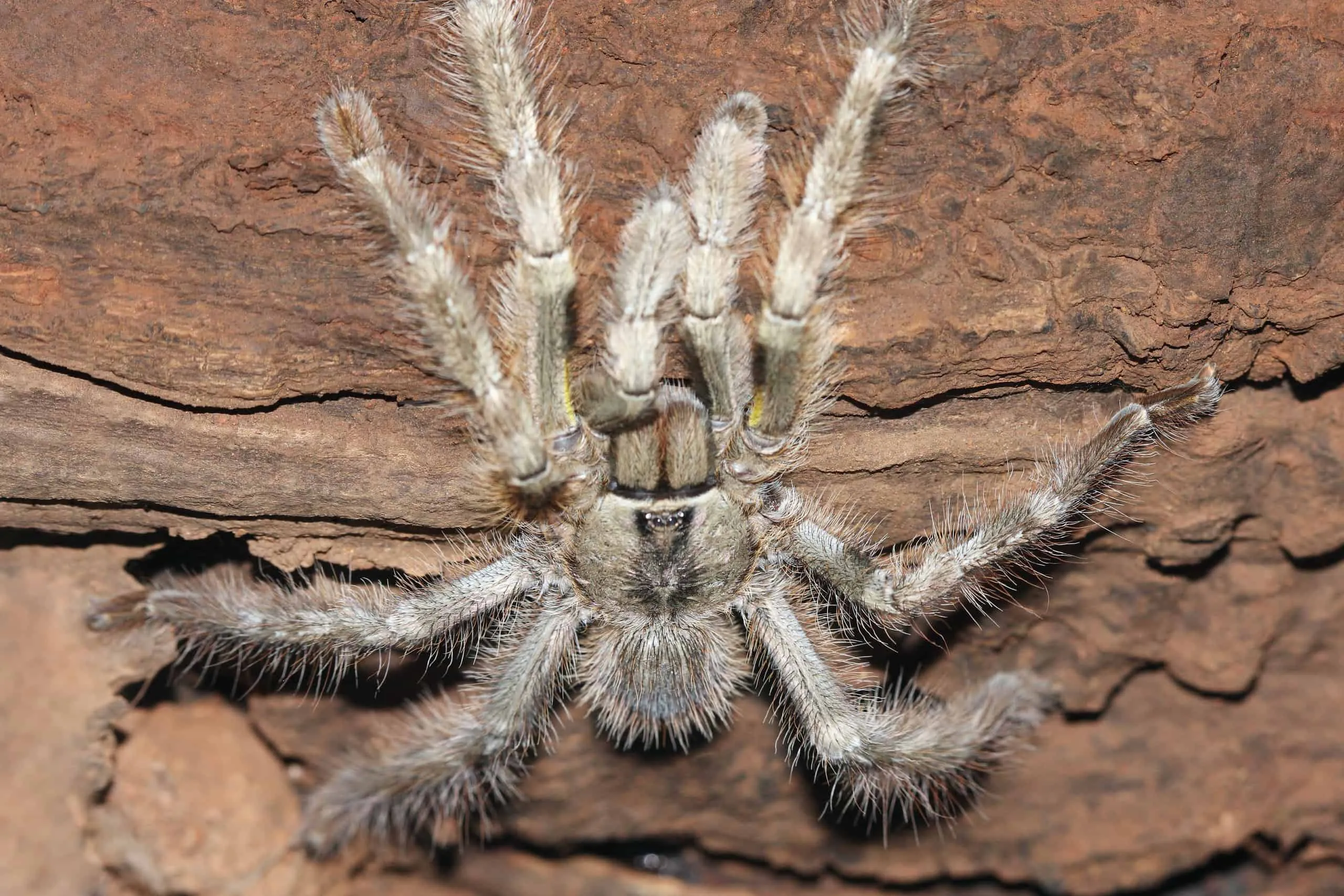 15878 tarantula molting