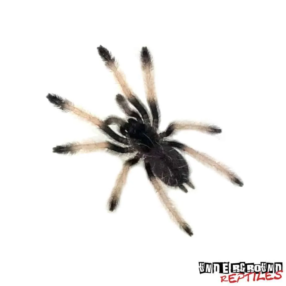 15879 panamanian blonde tarantula appearance