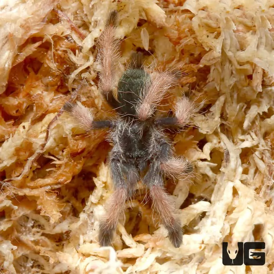 15879 panamanian blonde tarantula eggs