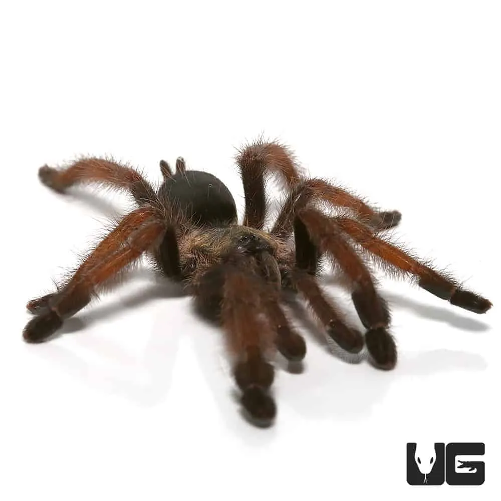 /img/15879-panamanian-blonde-tarantula-overall.webp