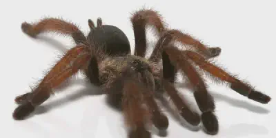 /img/15879-panamanian-blonde-tarantula-overall.webp