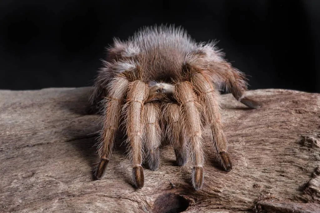 /img/15881-tarantula-molting.webp