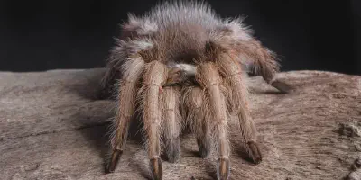 /img/15881-tarantula-molting.webp