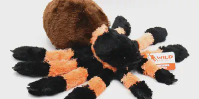 /img/15882-tarantula-cleaning.webp