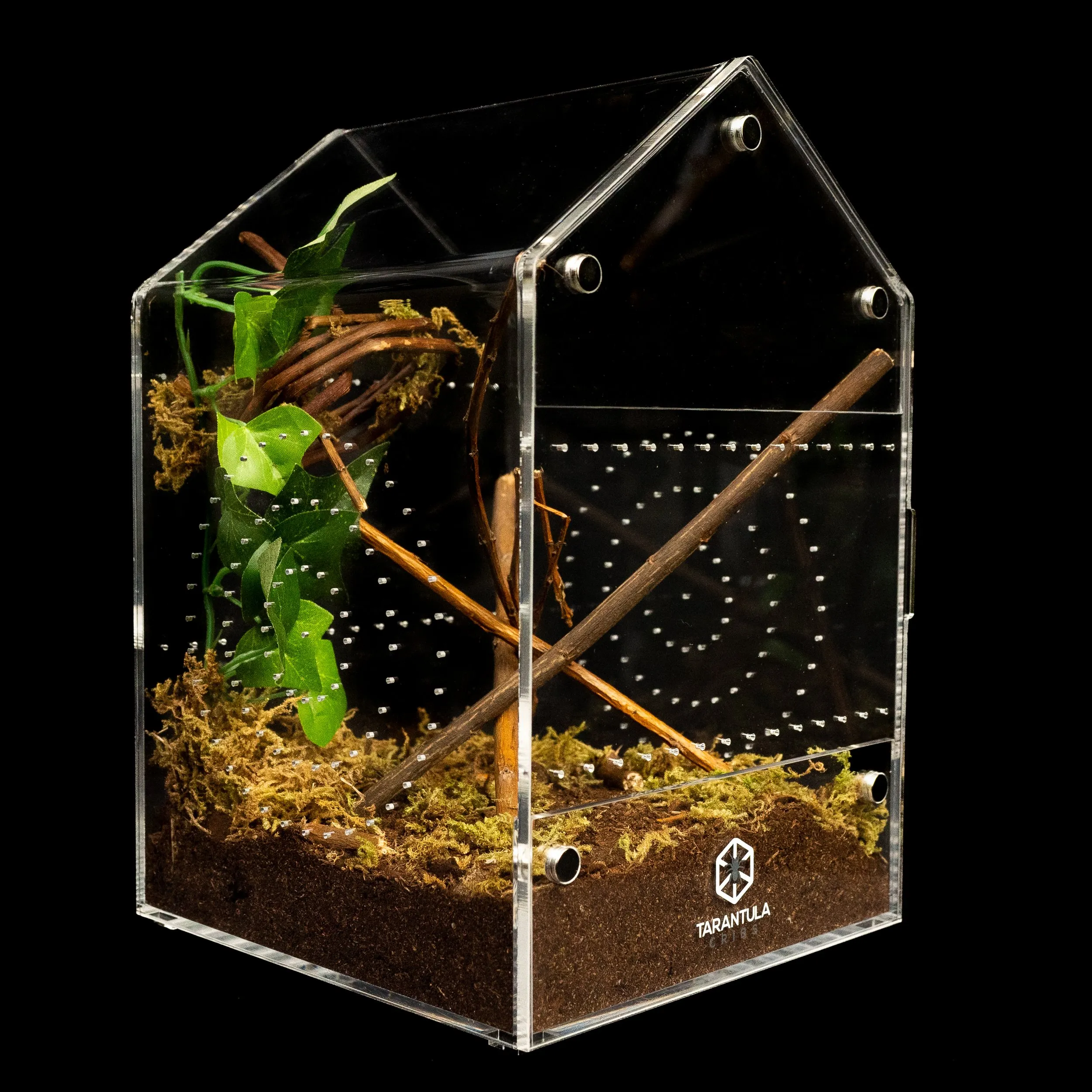 15882 tarantula feeding