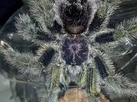 15882 tarantula selection