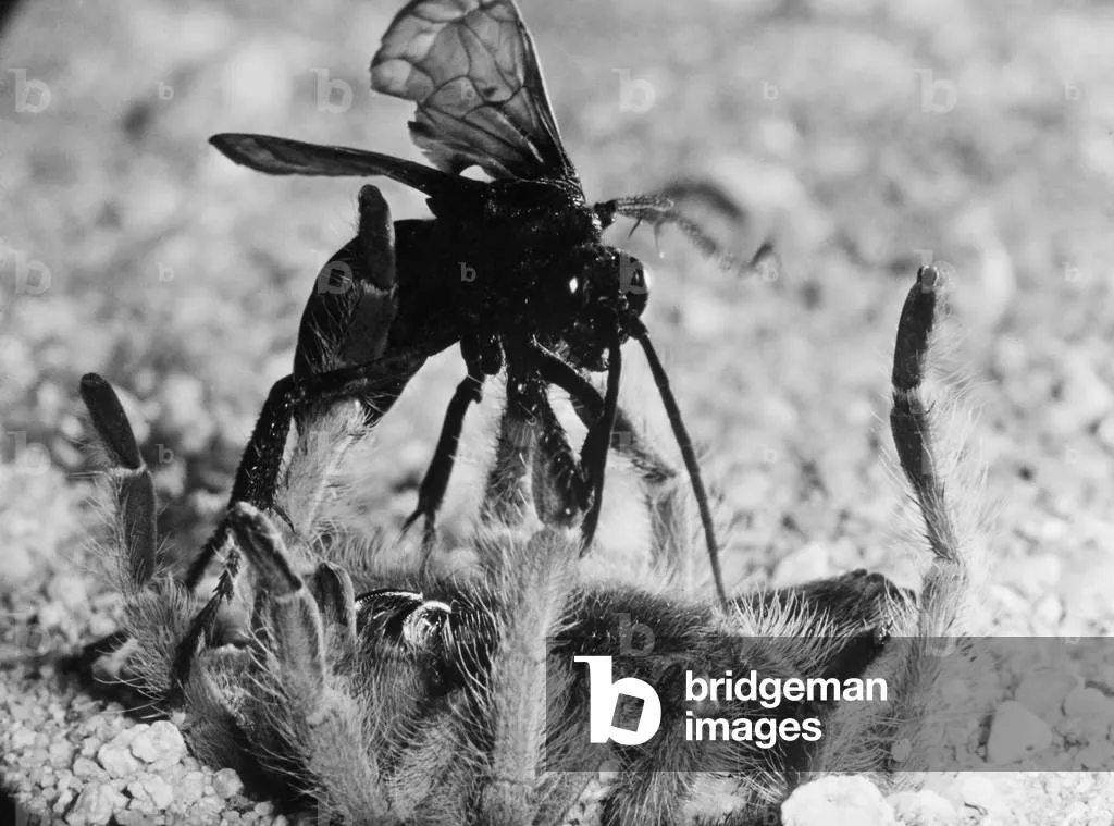 15883 tarantula hawk paralysis