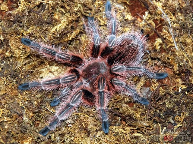 15884 chilean rose tarantula feeding dish