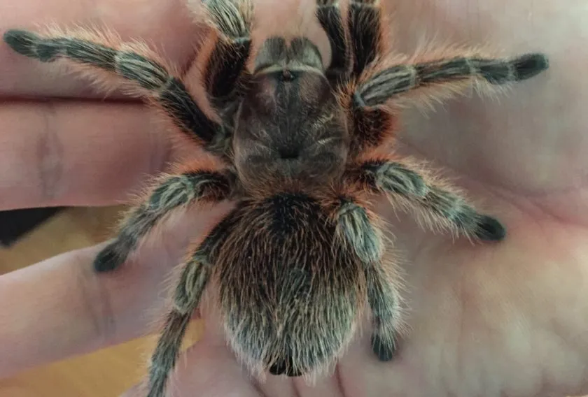 /img/15884-chilean-rose-tarantula-molting.webp
