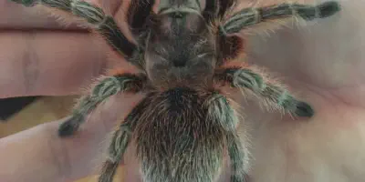 /img/15884-chilean-rose-tarantula-molting.webp