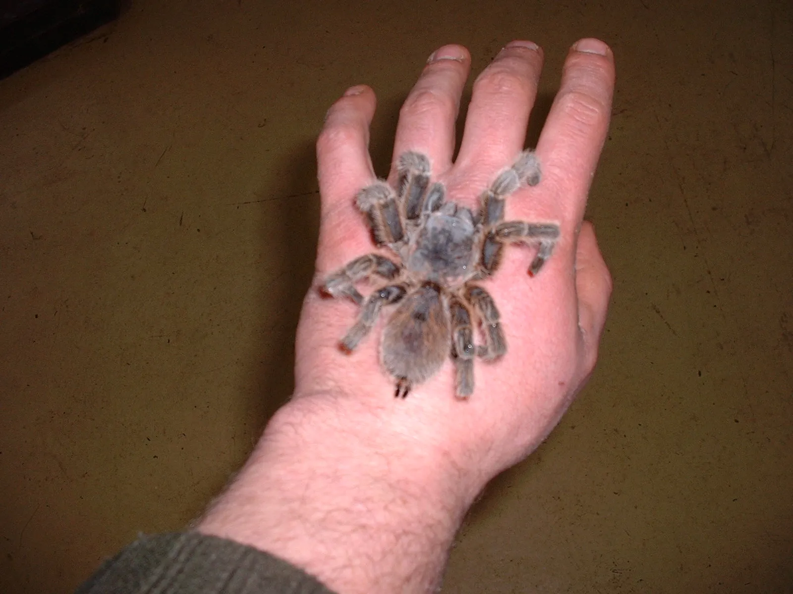 15884 chilean rose tarantula prey