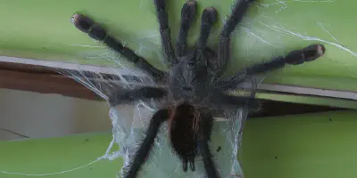 /img/15885-pink-toe-tarantula-cleaning-substrate.webp