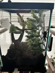 15885 pink toe tarantula humidity levels