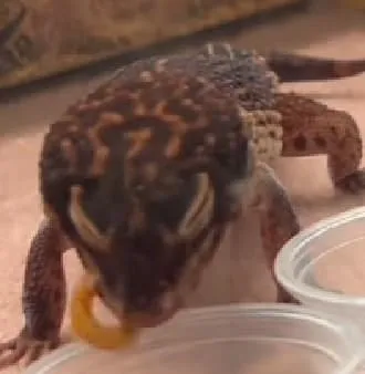 15887 tarantula water dish