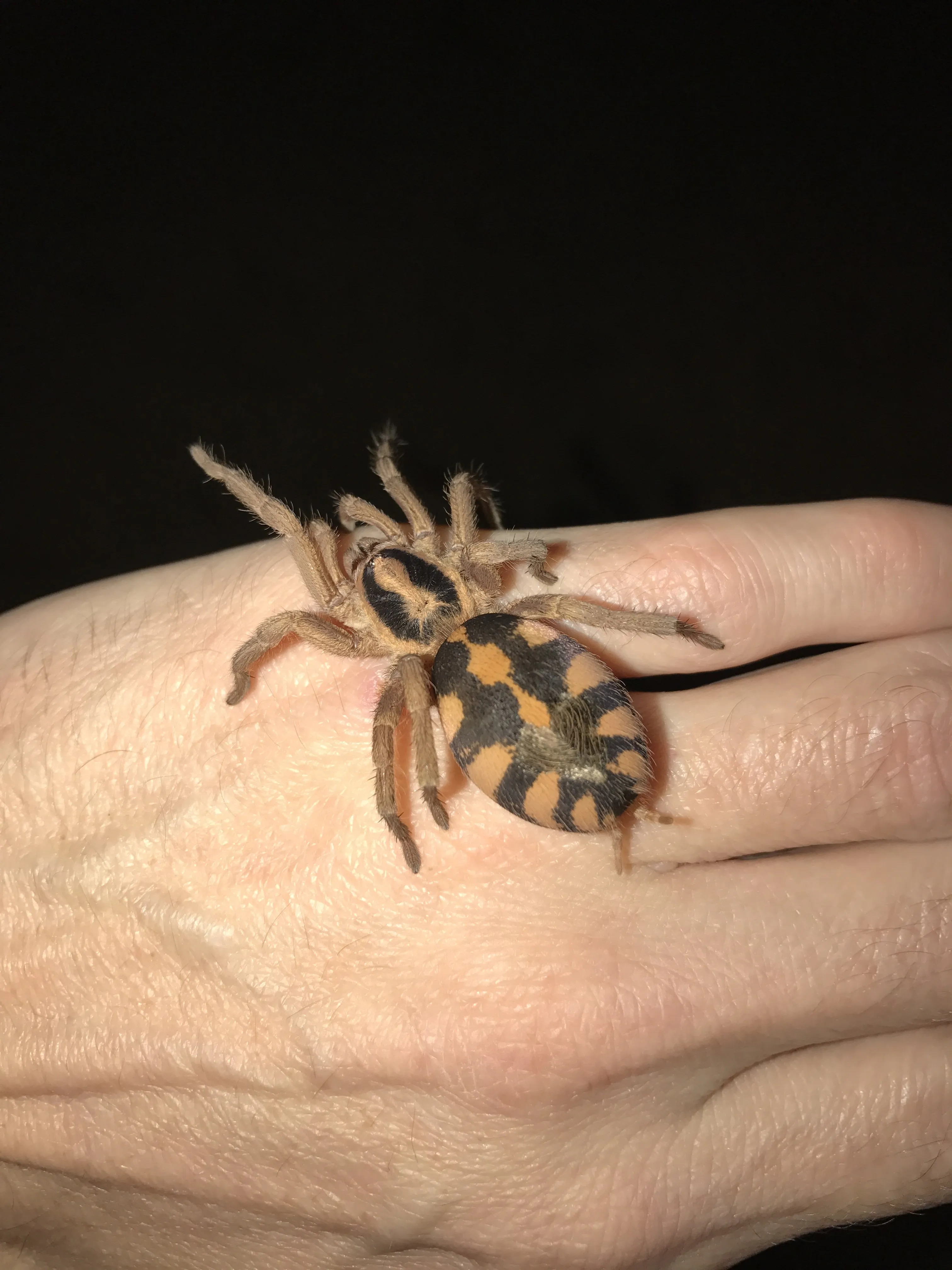 15889 healthy tarantula