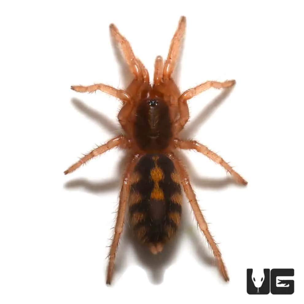 15889 tarantula breeder