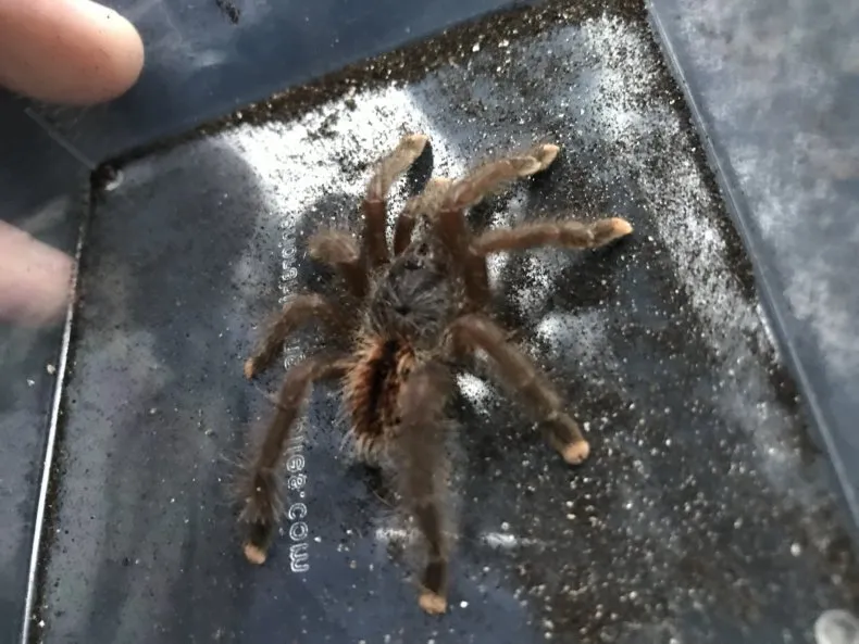 15891 tarantula train pack essentials