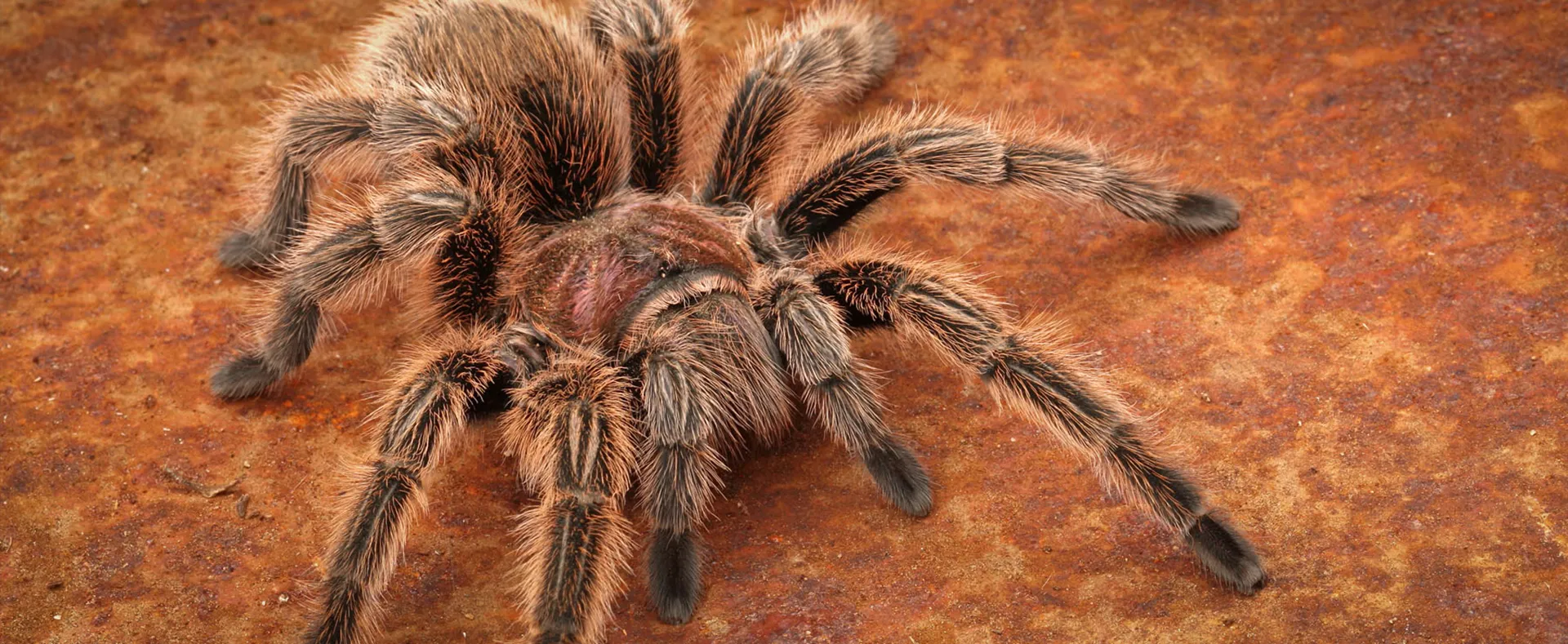 /img/15892-healthy-tarantula.webp