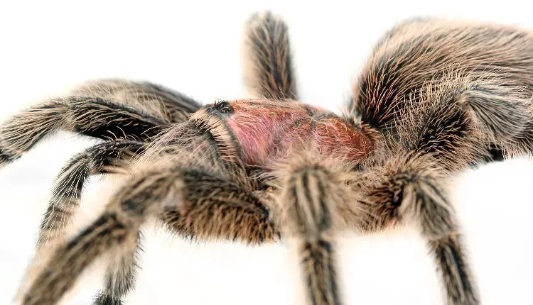 15892 tarantula molting