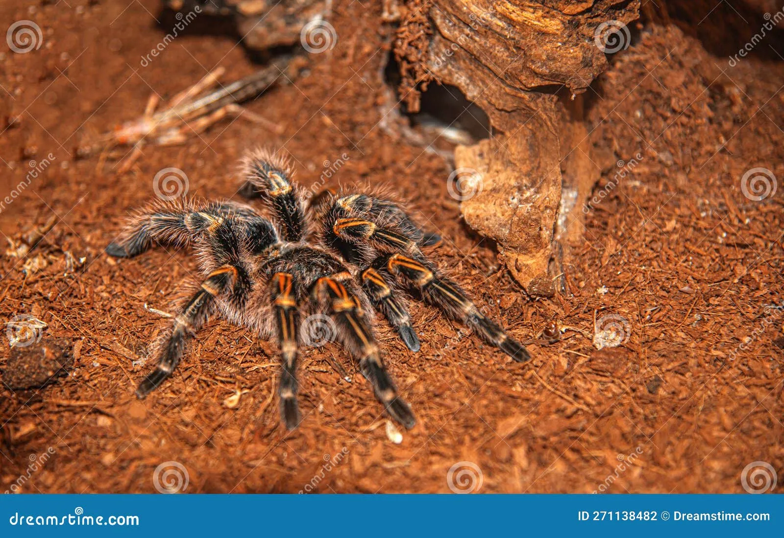 15893 tarantula lifespan