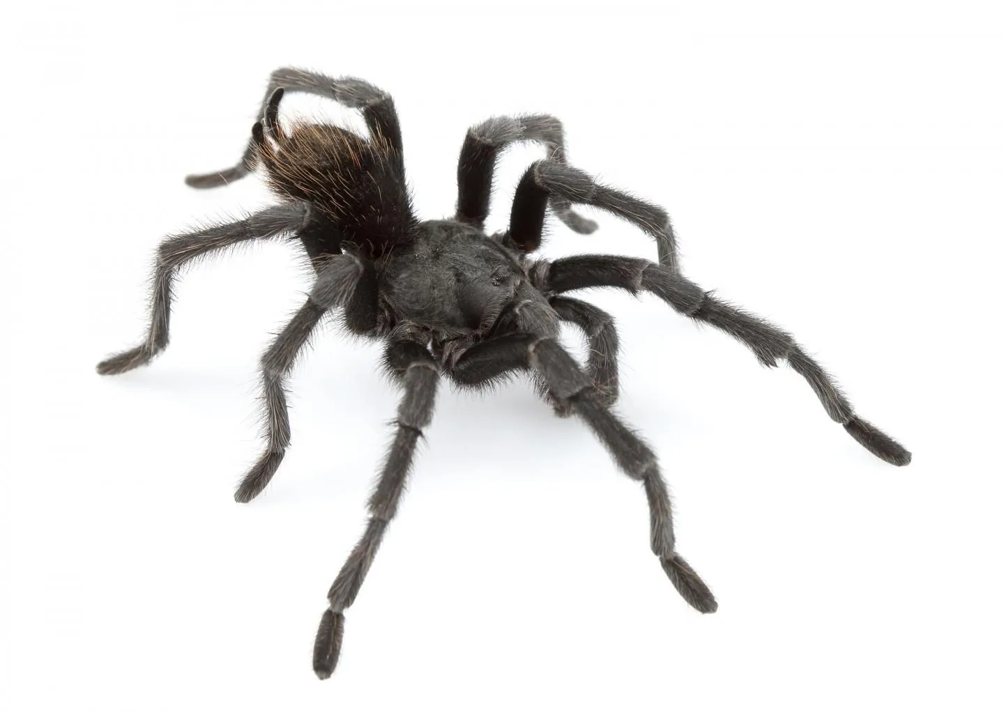 15894 desert blonde tarantula