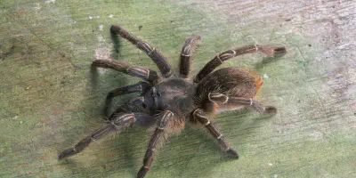 /img/15894-tarantula-conservation.webp