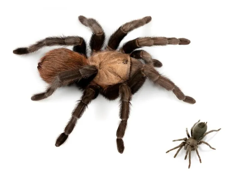 15894 texas brown tarantula