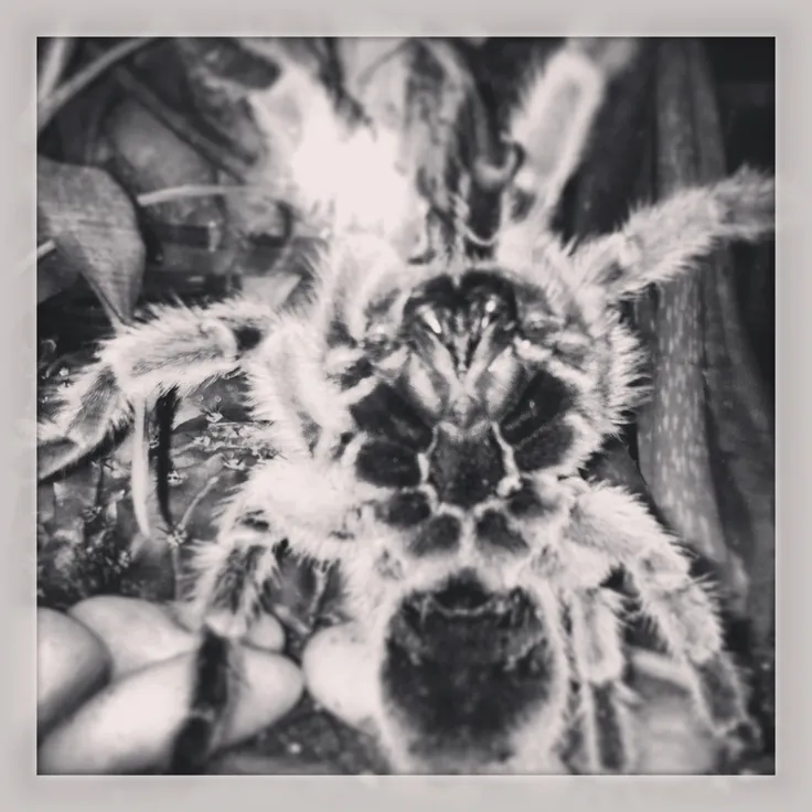 15895 chilean rose tarantula in habitat