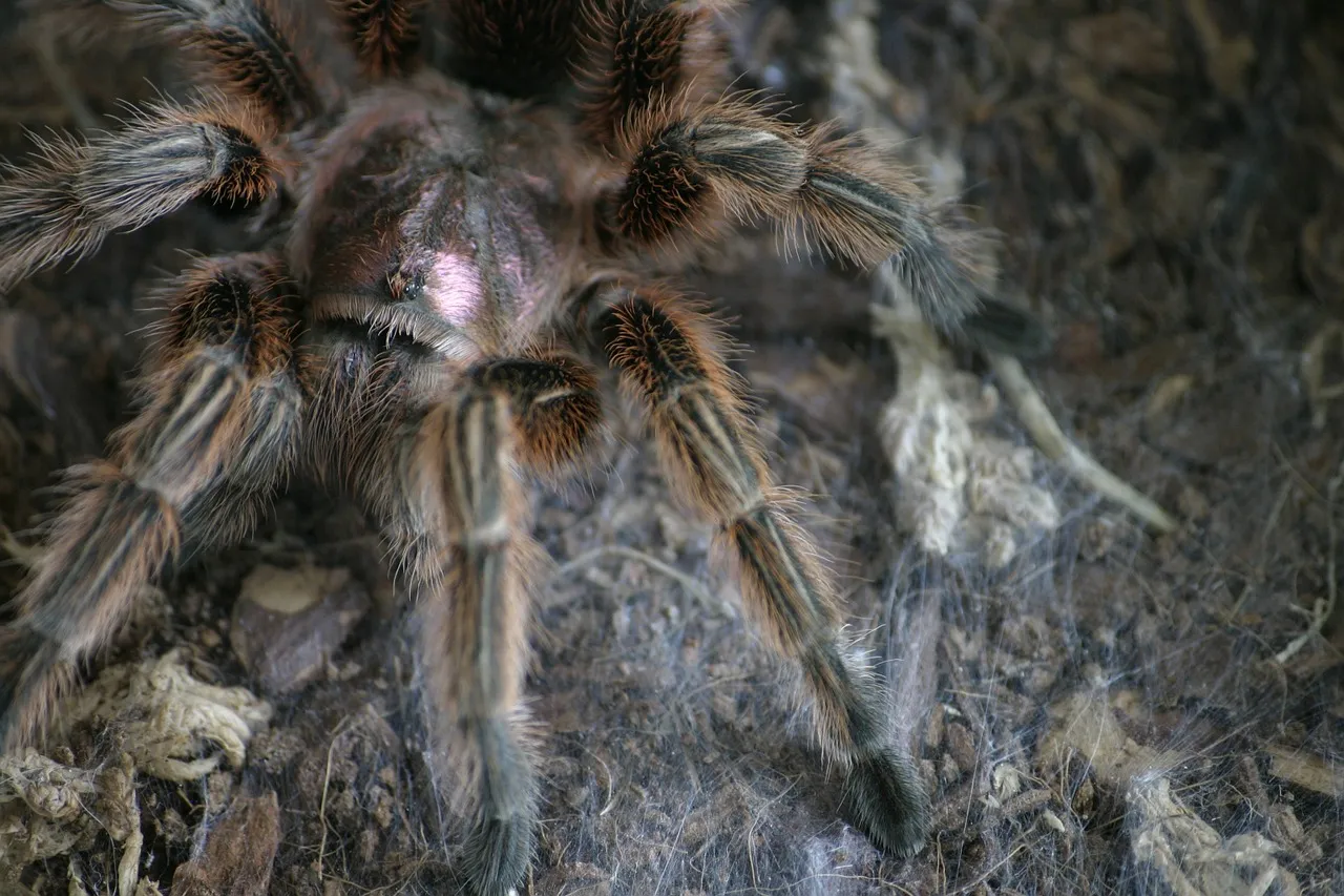 15895 tarantula molting process