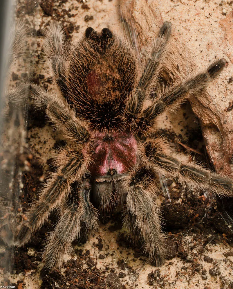/img/15895-tarantula-water-dish.webp
