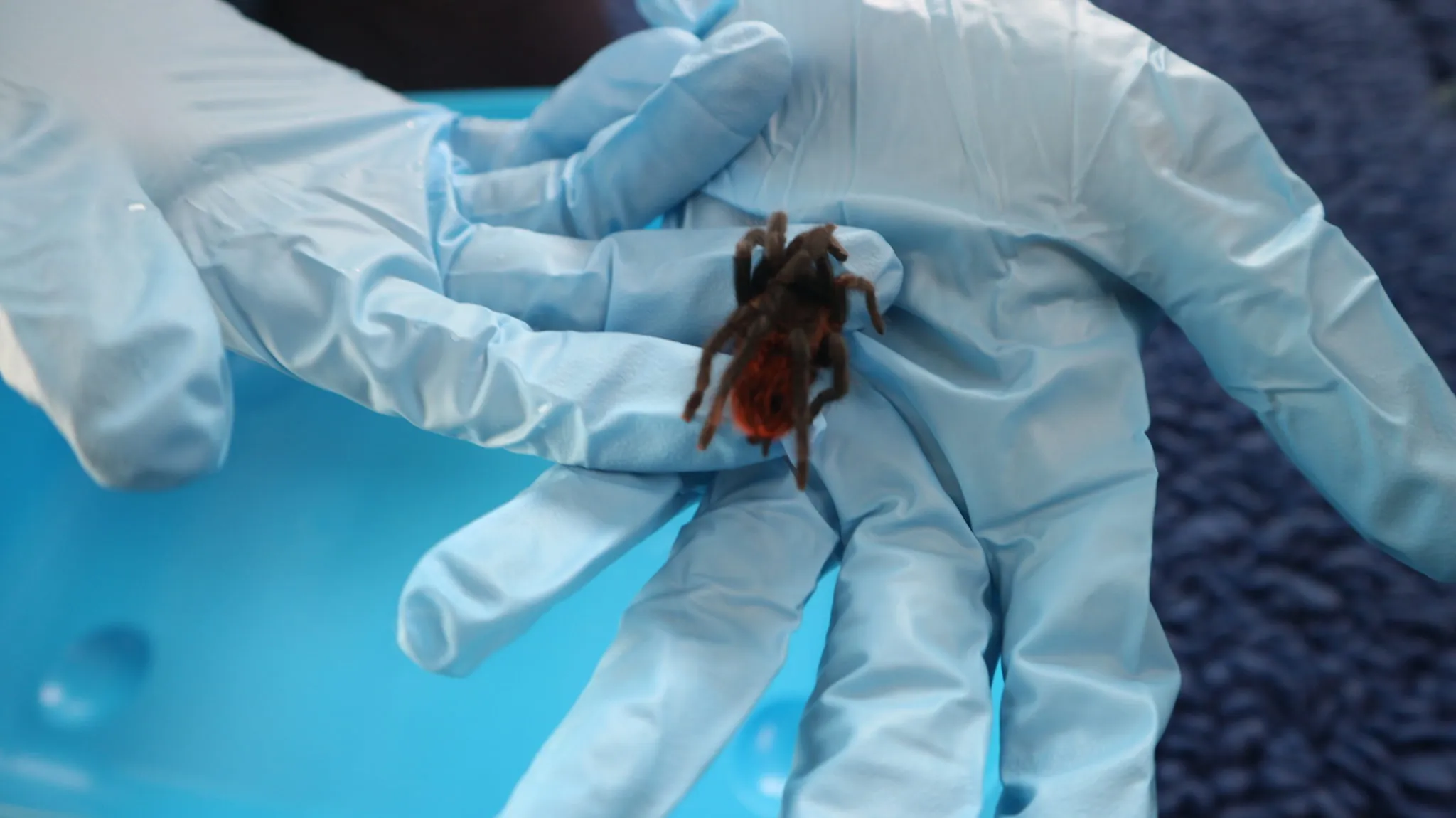 15897 fungal infection banana