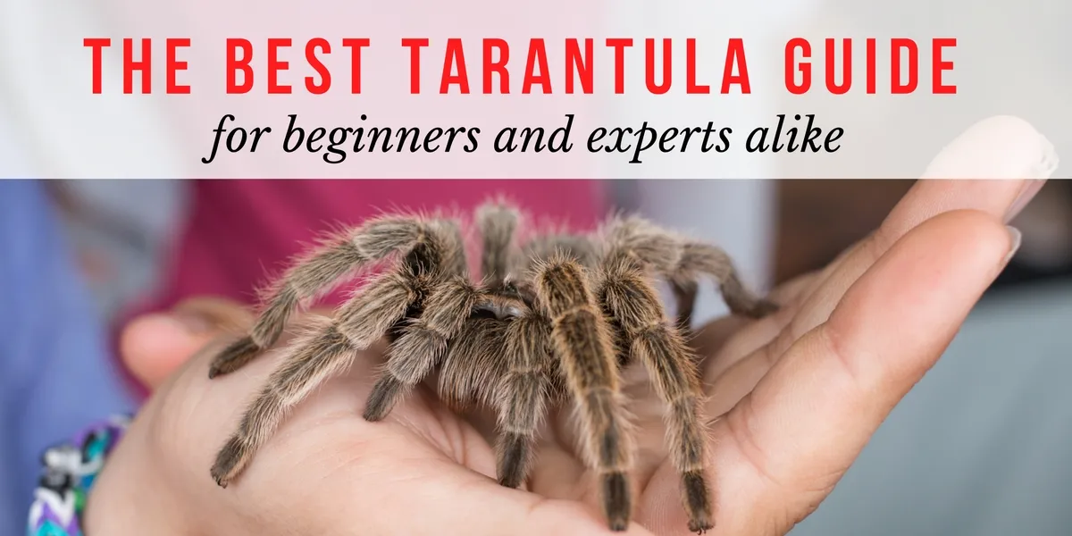 15898 arizona blonde tarantula