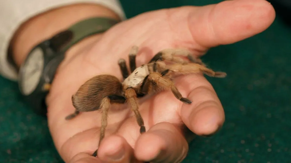 15898 chilean rose hair tarantula
