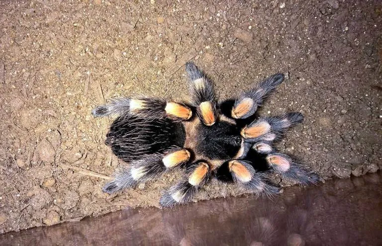 15898 feeding tarantula