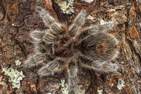 15898 mexican red knee tarantula