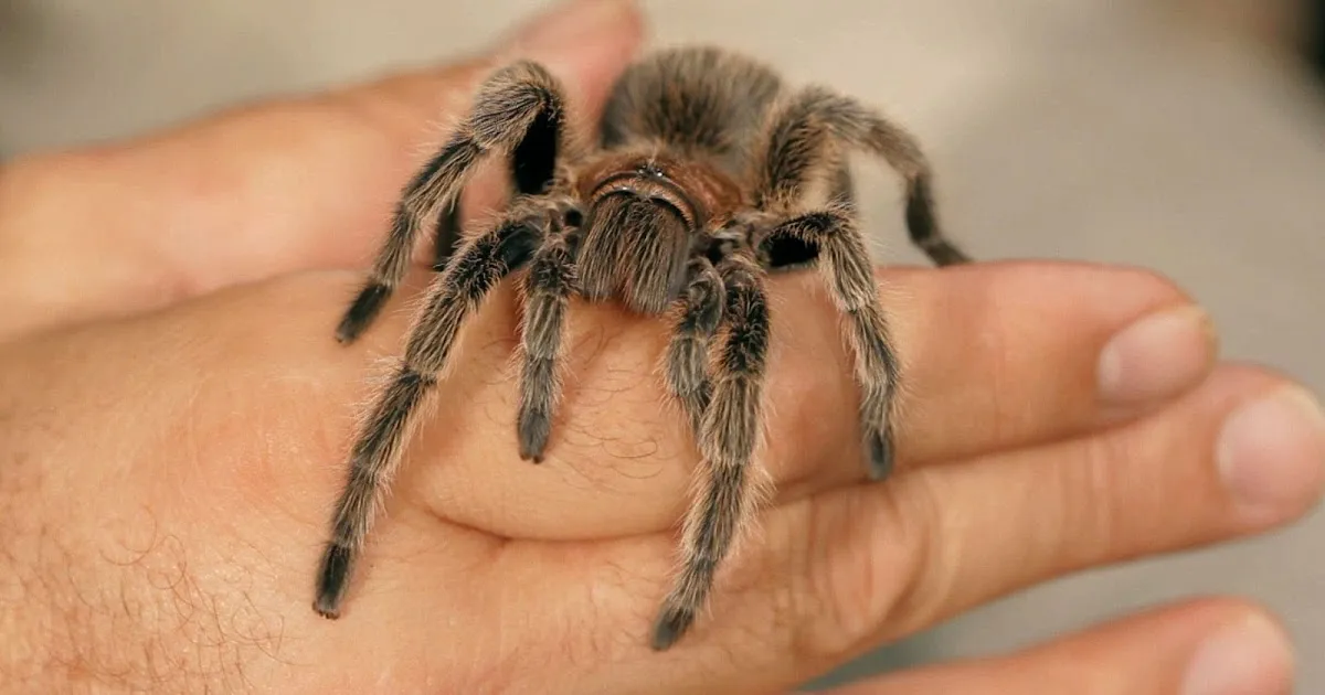 /img/15898-tarantula-handling.webp