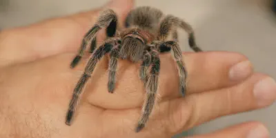 /img/15898-tarantula-handling.webp