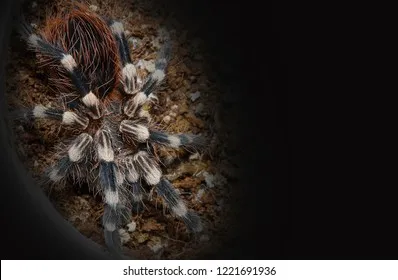 15899 white knee tarantula choosing