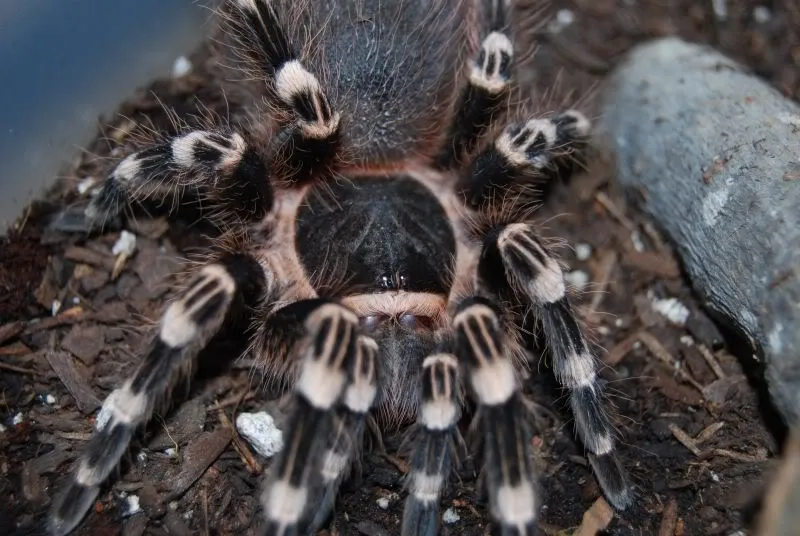 15899 white knee tarantula enclosure