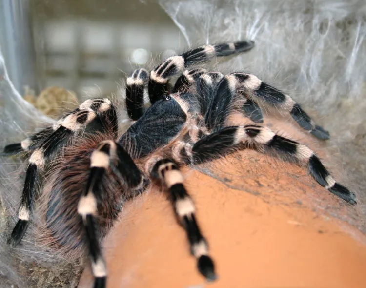 15899 white knee tarantula feeding