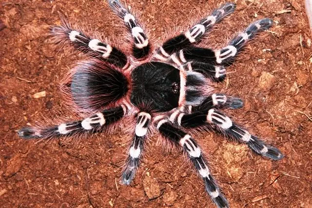 15899 white knee tarantula handling