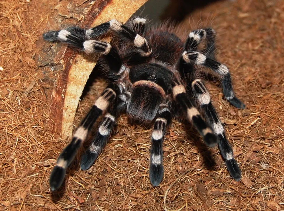 15899 white knee tarantula molting