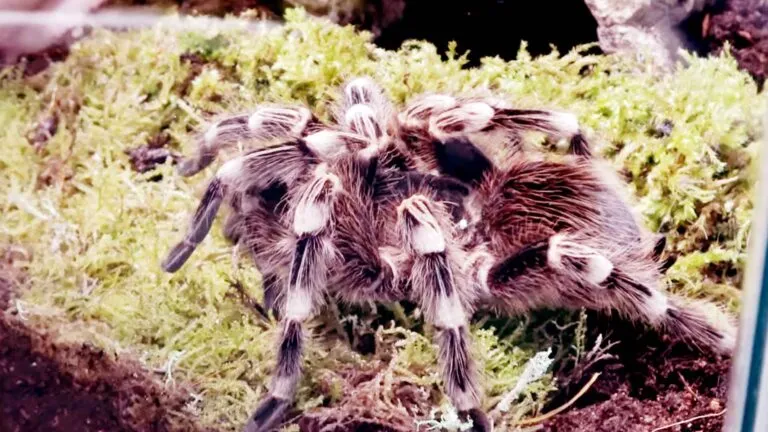 15899 white knee tarantula substrate