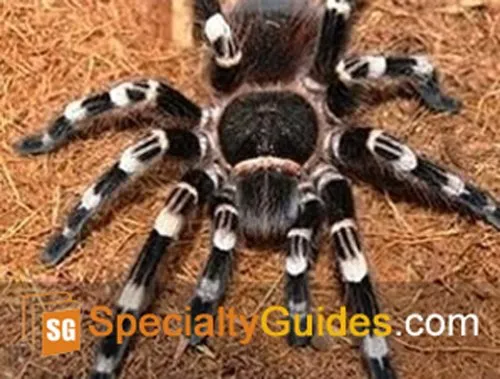 /img/15899-white-knee-tarantula-water.webp