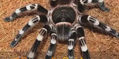 /img/15899-white-knee-tarantula-water.webp