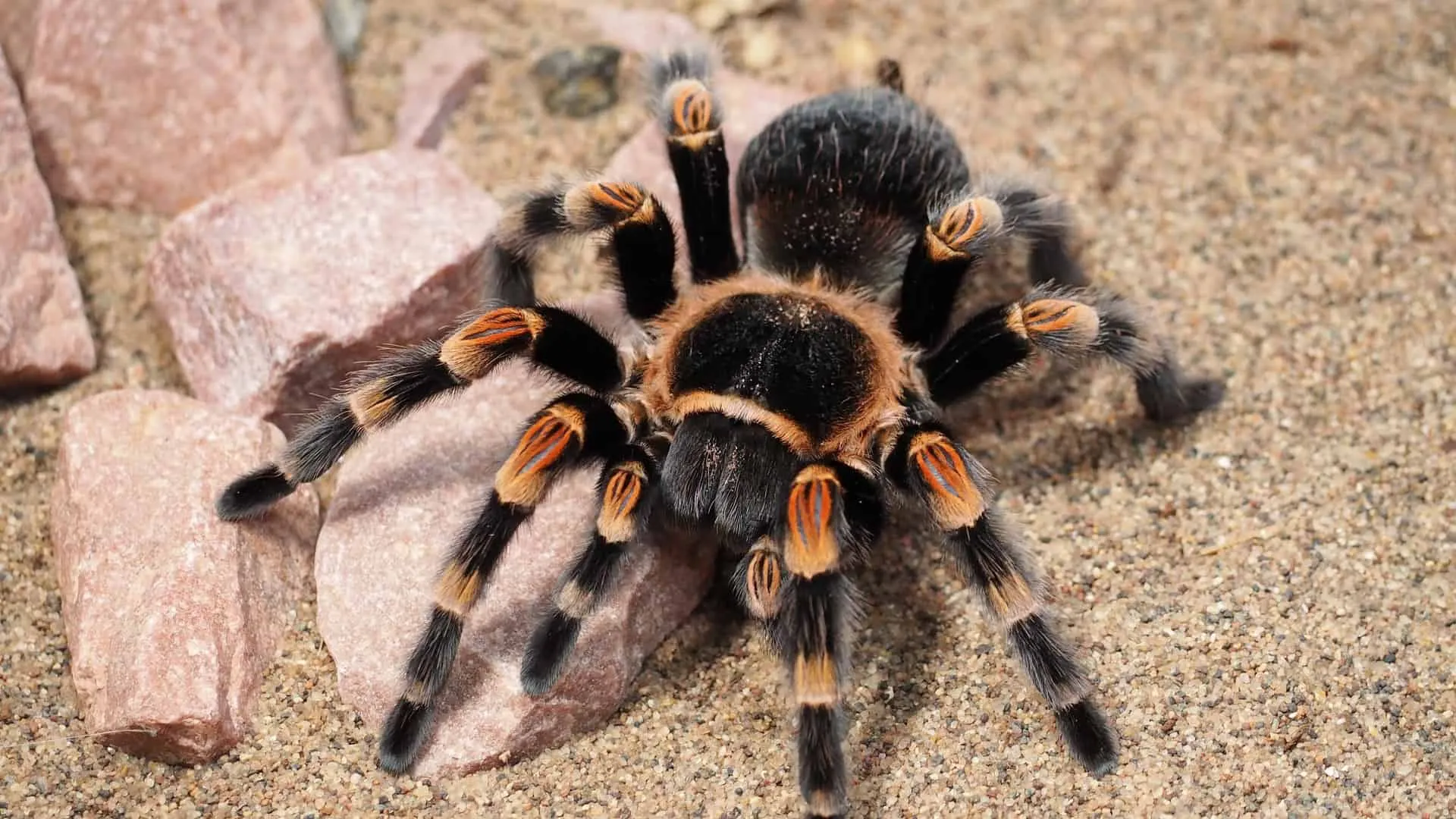 15905 tarantula feeding