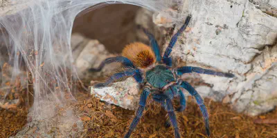 /img/15905-tarantula-handling.webp