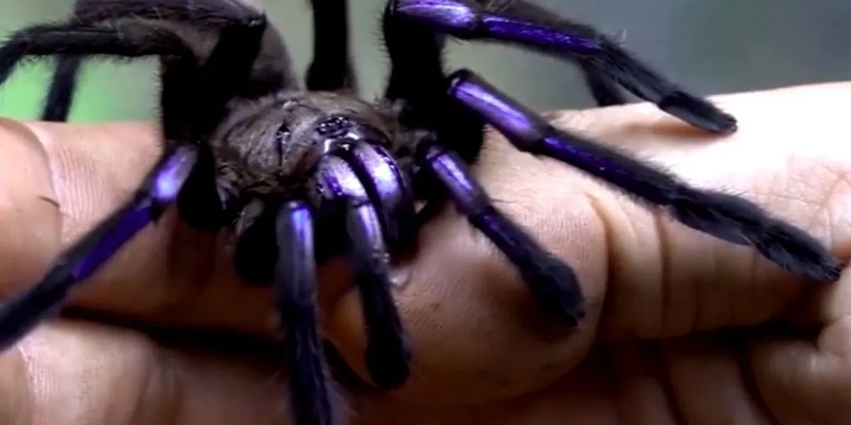 15905 tarantula molting