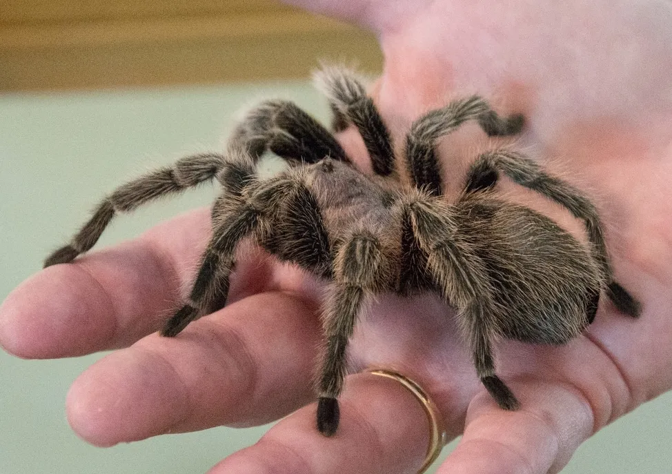 15905 tarantula species
